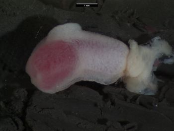 Media type: image;   Herpetology R-183271 Aspect: lateral